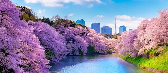 Cherry blossoms along Chidorigafuchi in Tokyo